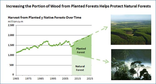 Increasing the portion of wood from planted forests helps protect natural forests